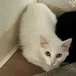 A young medium-sized female White Domestic Short Hair cat named Coconut for adoption in Green Valley, AZ
