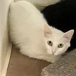 Coconut thumbnail 3