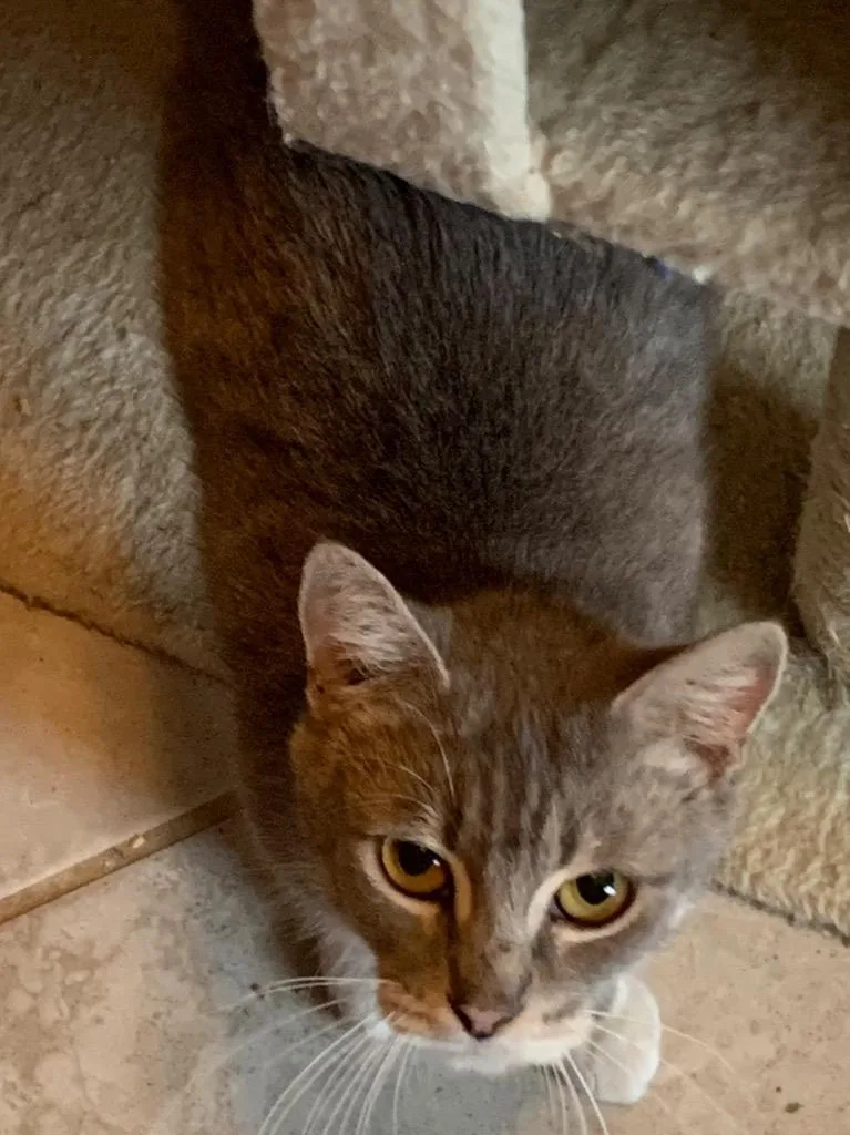 A young medium-sized female Tabby cat named Mama Easter for adoption in San Antonio, TX