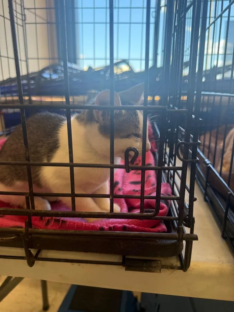 A baby small-sized female Domestic Short Hair cat named Lucky for adoption in Mustang, OK