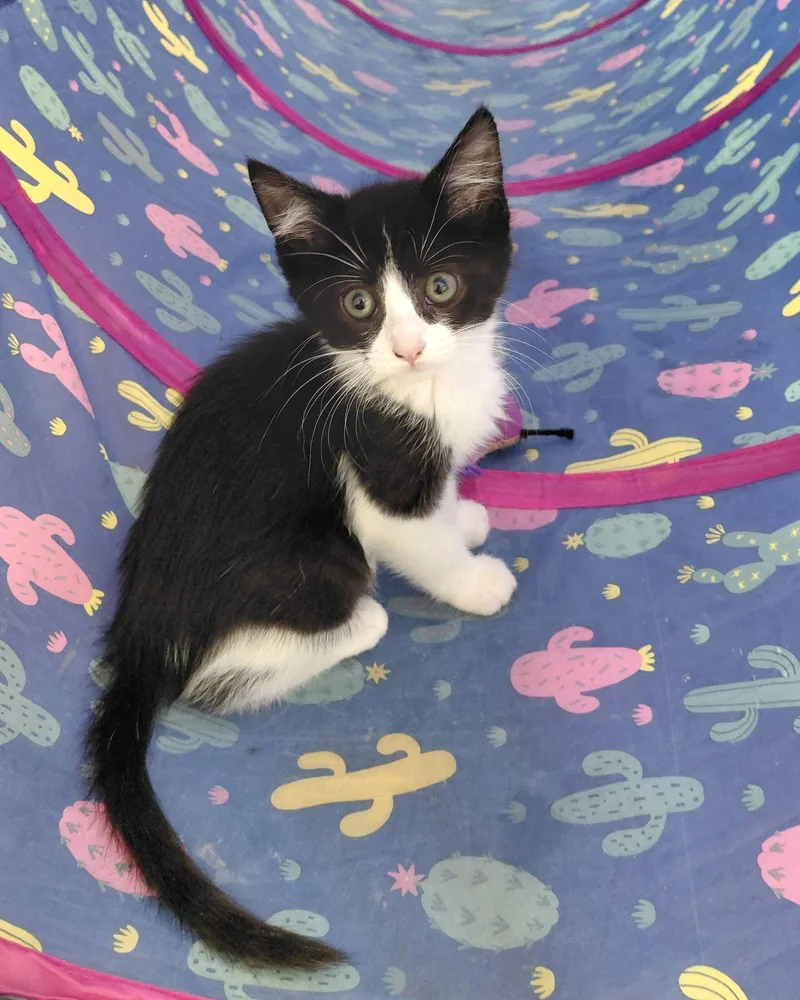 A baby medium-sized female Black & White / Tuxedo Domestic Short Hair cat named Juniper for adoption in Montello, WI
