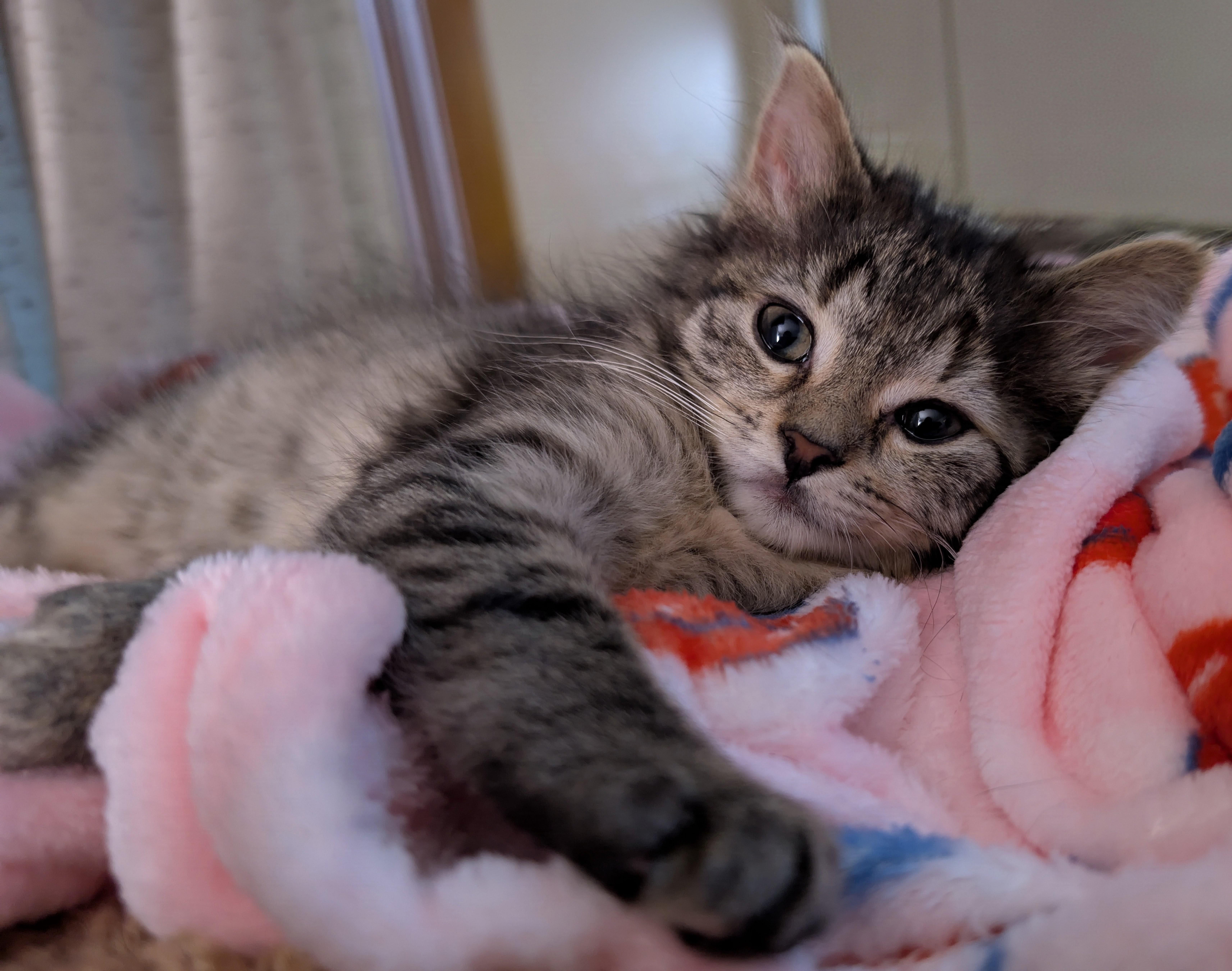 A baby medium-sized female Torbie Domestic Short Hair cat named Alana for adoption in Tomah, WI