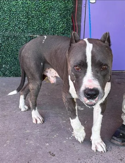 An adult large-sized male Gray / Blue / Silver Pit Bull Terrier dog named Nico for adoption in El Paso, TX