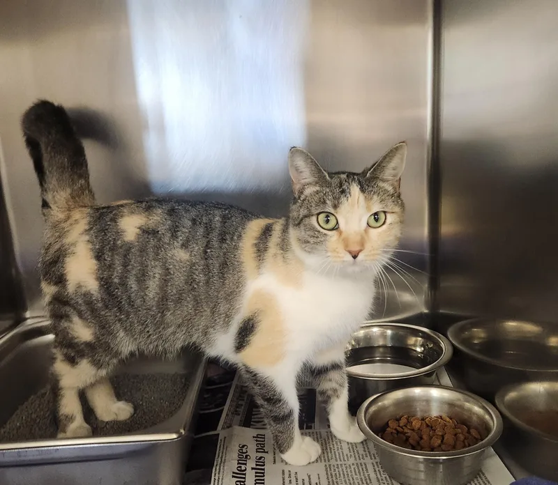 A young medium-sized female Torbie Domestic Short Hair cat named Maldive for adoption in Clayton, NJ
