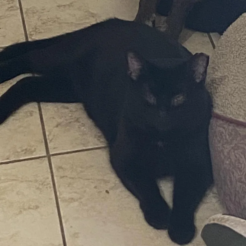 An adult small-sized male Black Domestic Short Hair cat named Big Guy for adoption in Irwin, PA