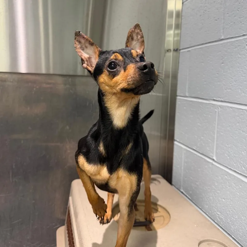 An adult small-sized male Black Miniature Pinscher dog named Jaylen for adoption in Warwick, RI