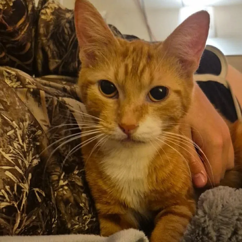 A young small-sized female Orange / Red Domestic Short Hair cat named Magnolia for adoption in Ferndale, WA