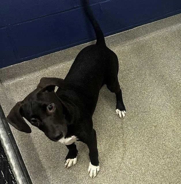 A young medium-sized female Labrador Retriever dog named Alice  months for adoption in Sterling, MA