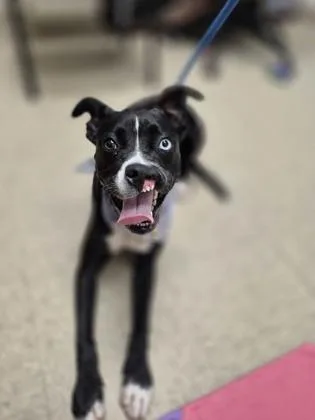 Piper