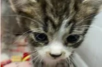 A baby medium-sized female Domestic Short Hair cat named Fry for adoption in West Chester, PA