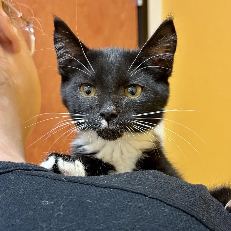 A baby medium-sized female Domestic Short Hair cat named Madonna for adoption in Sonora, CA