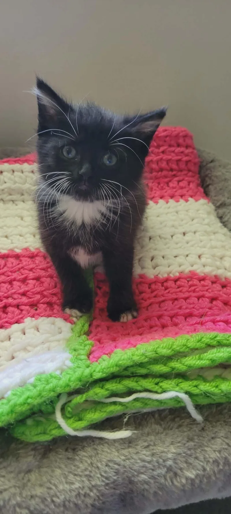 A baby medium-sized female American Shorthair cat named Mila for adoption in Roanoke, AL