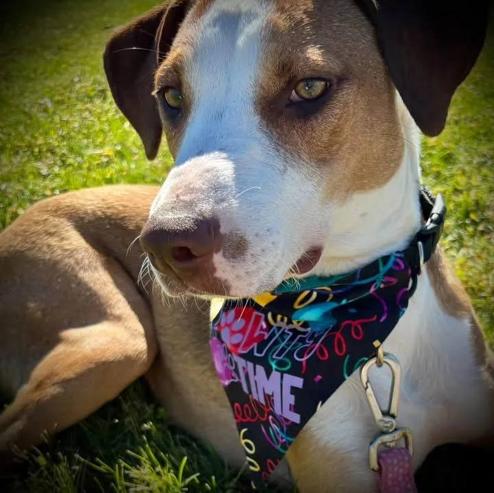 A young medium-sized female White / Cream Catahoula Leopard Dog dog named Gemma for adoption in Orland Park, IL