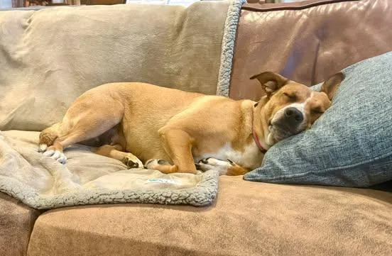 A young medium-sized female Golden Jack Russell Terrier dog named Willow for adoption in Vernon, CT