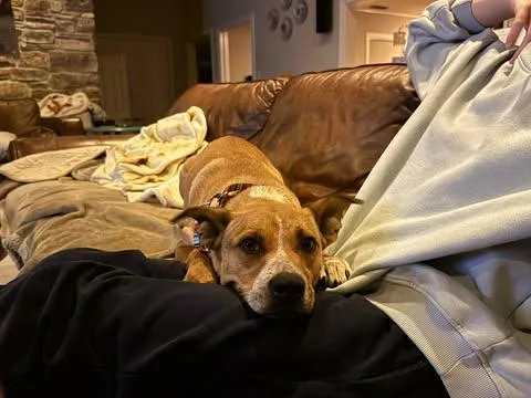 Willow thumbnail 2