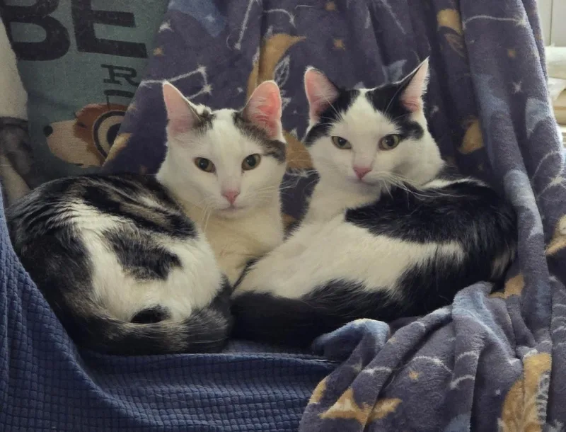 A baby medium-sized female Black & White / Tuxedo Domestic Short Hair cat named Hazel And Lucky for adoption in Mayfield, NY