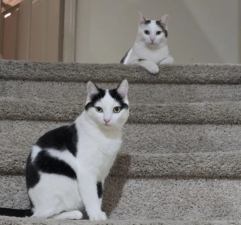Hazel And Lucky thumbnail 5
