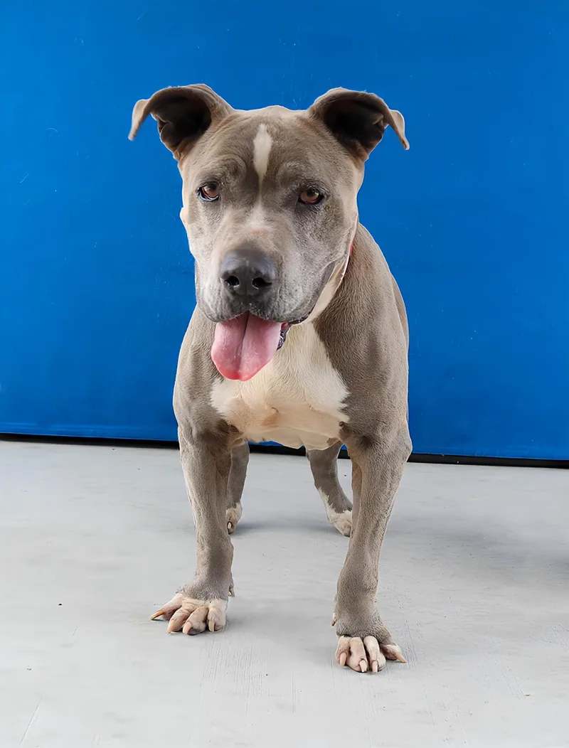 A senior extra large-sized male Pit Bull Terrier dog named Blue for adoption in Pasadena, CA