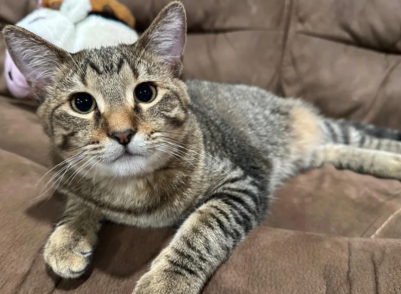 A baby medium-sized male Domestic Short Hair cat named Vander for adoption in Colorado Springs, CO