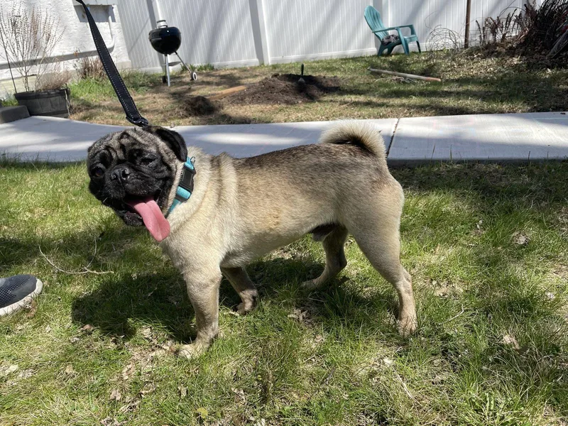 Gene Simmons thumbnail 2