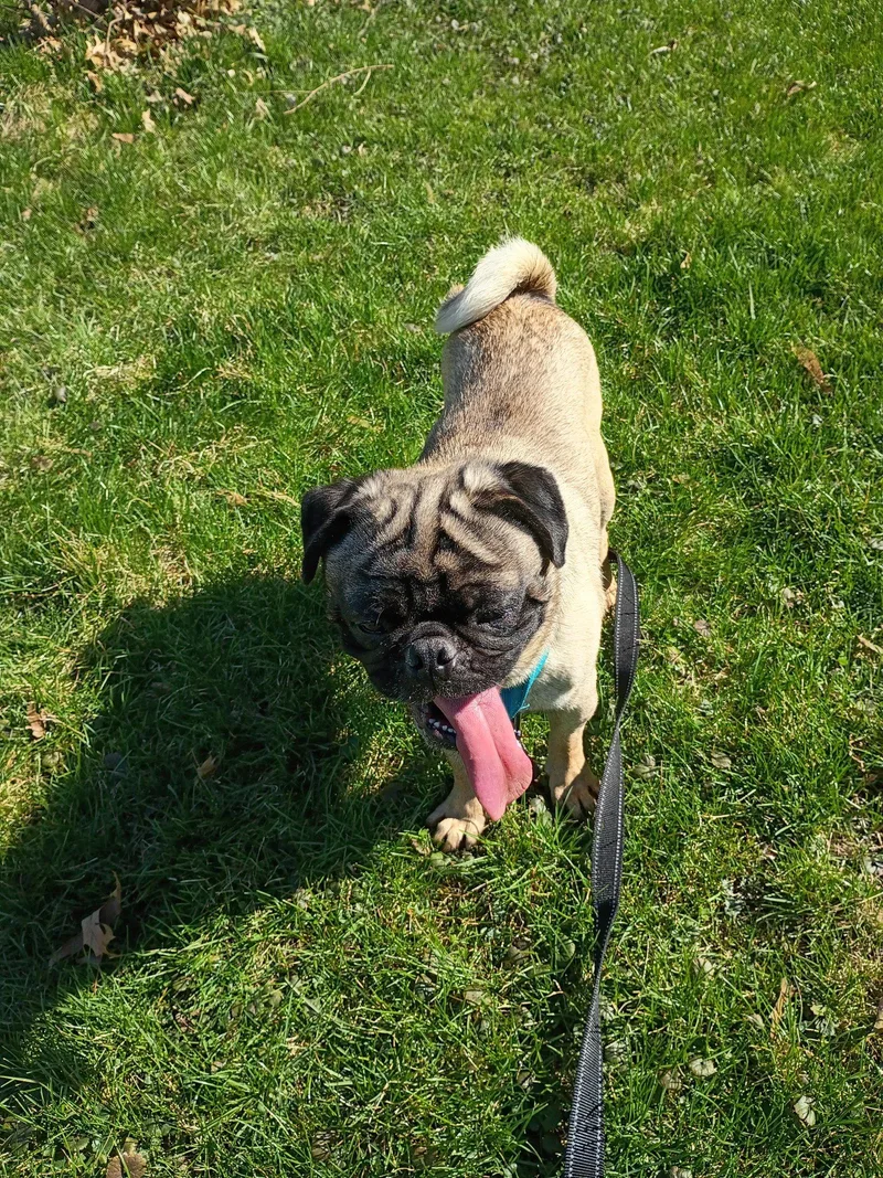 Gene Simmons thumbnail 3