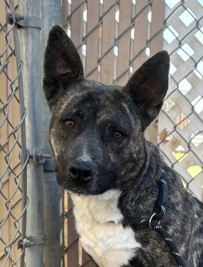 An adult large-sized female Mixed Breed dog named Nori for adoption in El Paso, TX