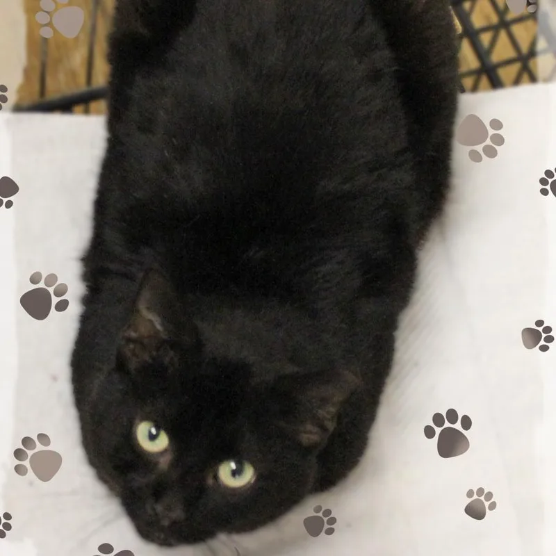 An adult medium-sized male Black Domestic Short Hair cat named Hoppy for adoption in Amelia, OH
