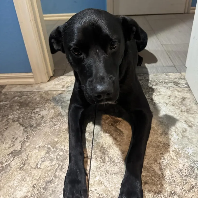 Milo