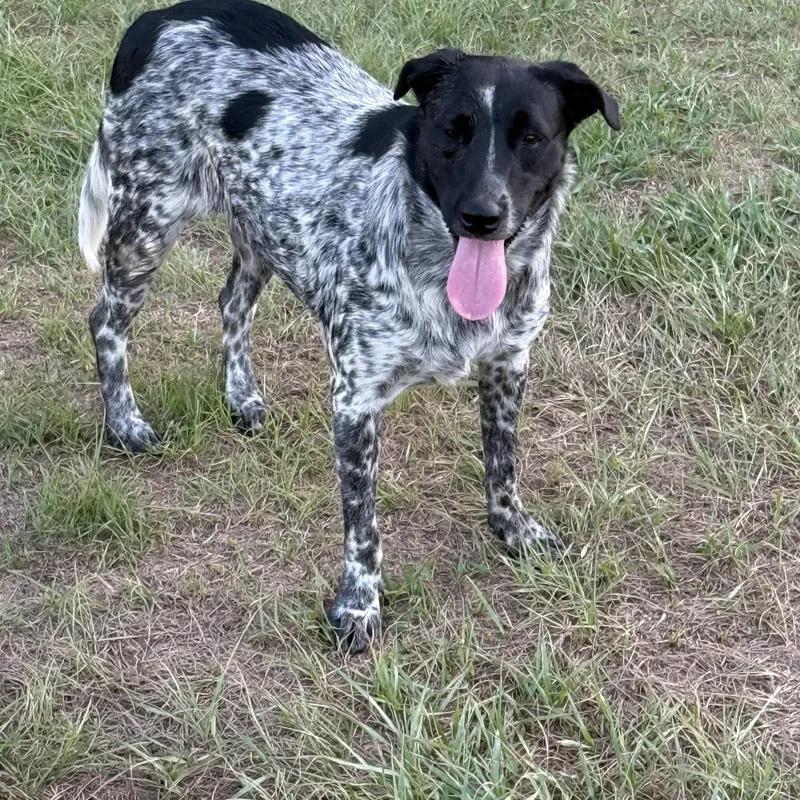 Lulu