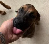 A baby medium-sized female Mixed Breed dog named Paisley for adoption in West Chester, PA