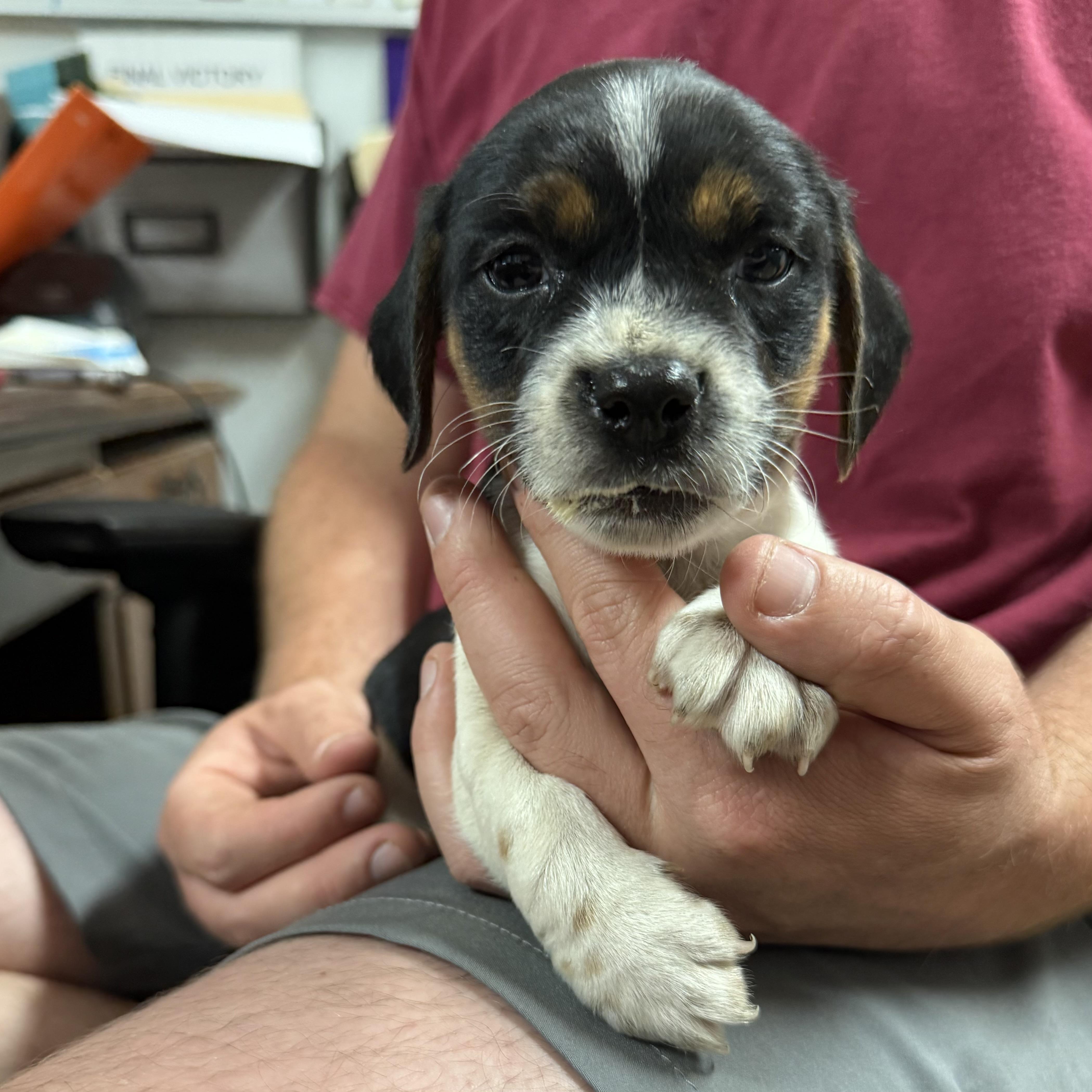 Waffle Fry thumbnail 2