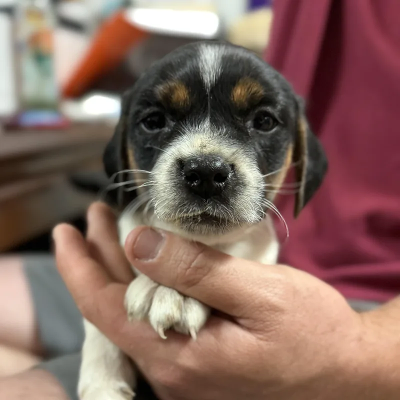 A baby small-sized male Tricolor (Brown, Black, & White) Beagle dog named Waffle Fry for adoption in Columbia, SC
