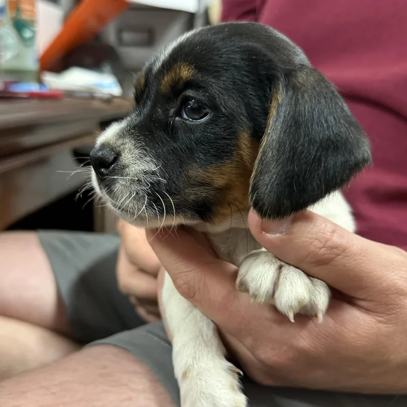 Waffle Fry thumbnail 3