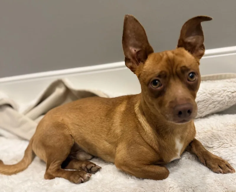 John Wayne thumbnail 2