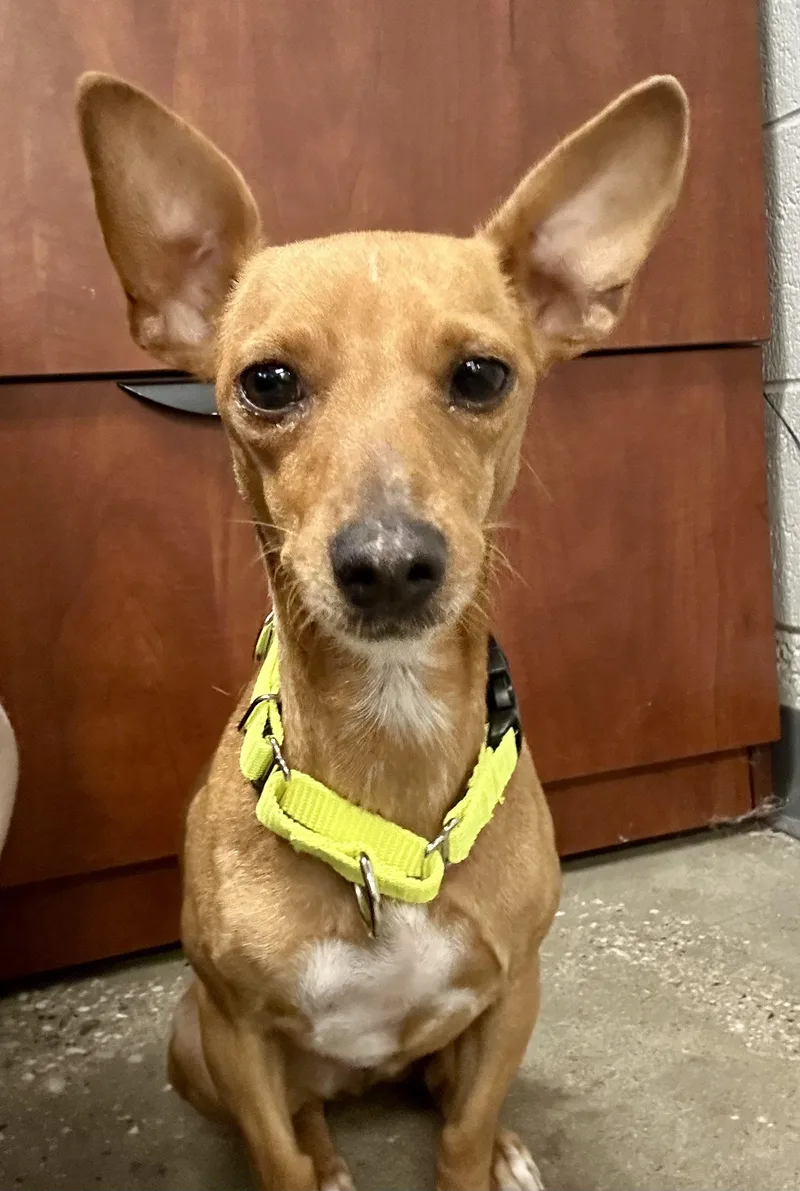 An adult small-sized female Brown / Chocolate Chihuahua dog named Bailey & Kahlua for adoption in Grass Valley, CA