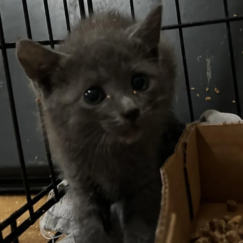A baby small-sized female Gray / Blue / Silver Domestic Short Hair cat named Graves for adoption in Leander, TX