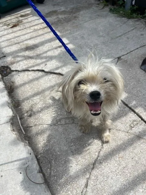 A young small-sized female Maltese dog named Sally for adoption in Miami, FL