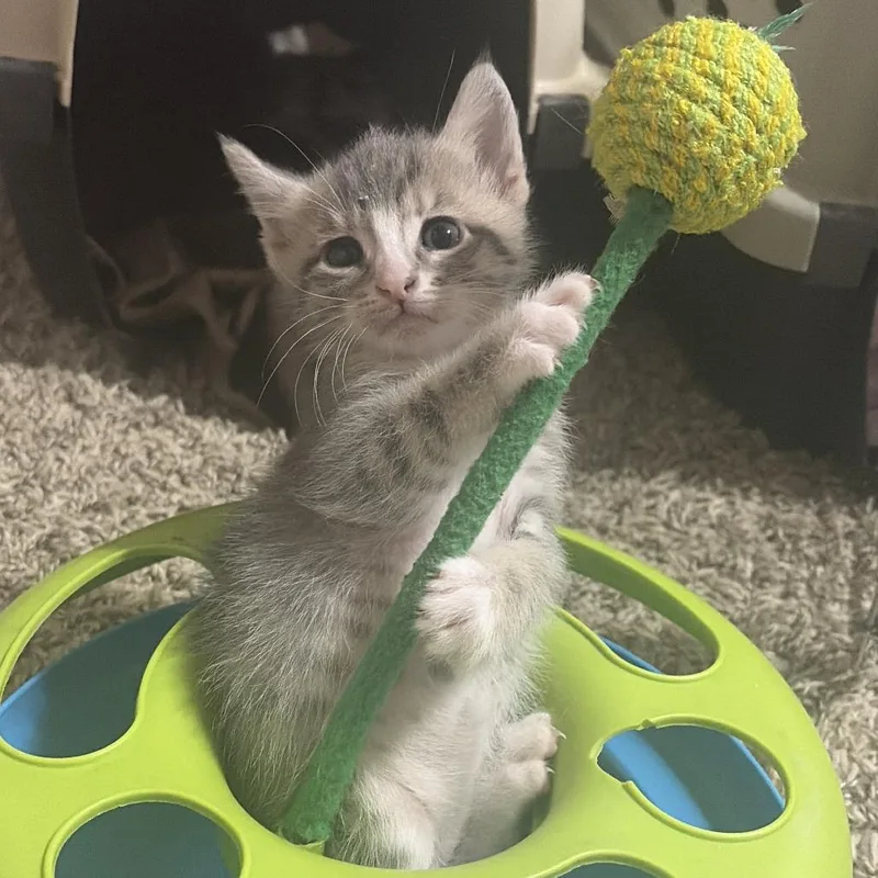A baby small-sized female Gray / Blue / Silver Domestic Short Hair cat named Tikka for adoption in Austin, TX