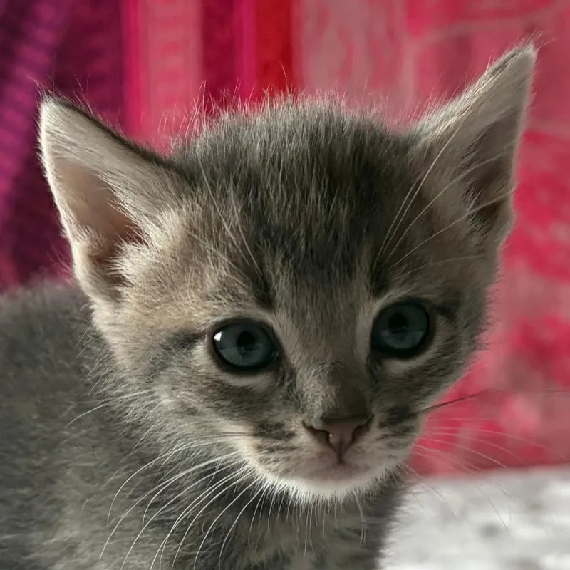 Tikka thumbnail 3