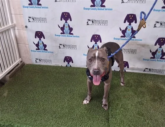 An adult large-sized male Pit Bull Terrier dog named Kash for adoption in Orlando, FL