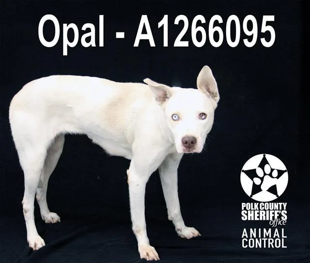 Opal