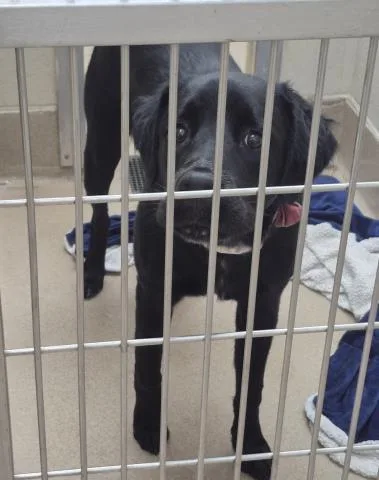 A young large-sized female Labrador Retriever dog named Foxy Loxy for adoption in Decatur, IL