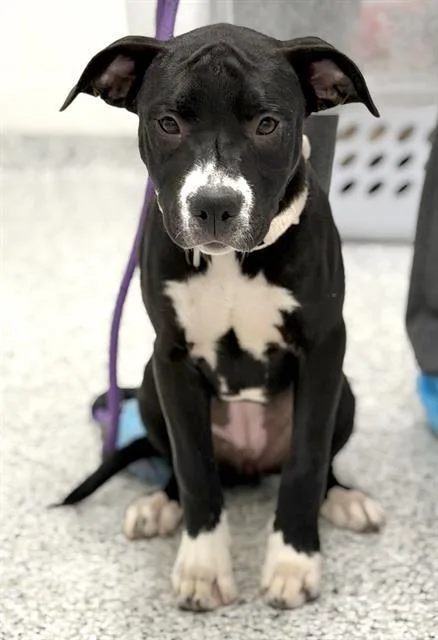 A baby small-sized female American Staffordshire Terrier dog named Ava for adoption in Canfield, OH
