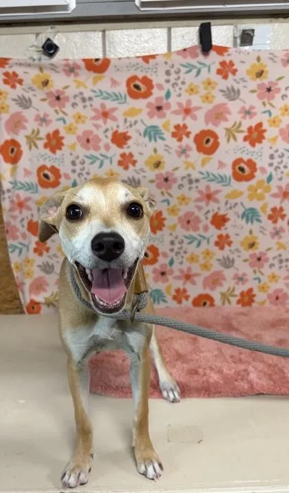 An adult small-sized female Chihuahua dog named Posey for adoption in Houston, TX