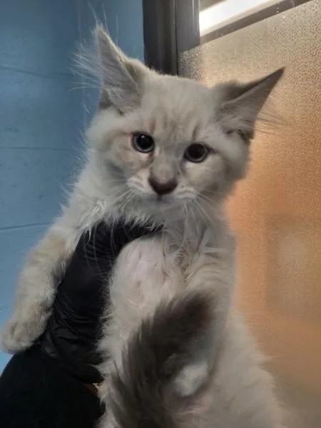 A baby small-sized male Siamese cat named If for adoption in Lawrenceville, GA