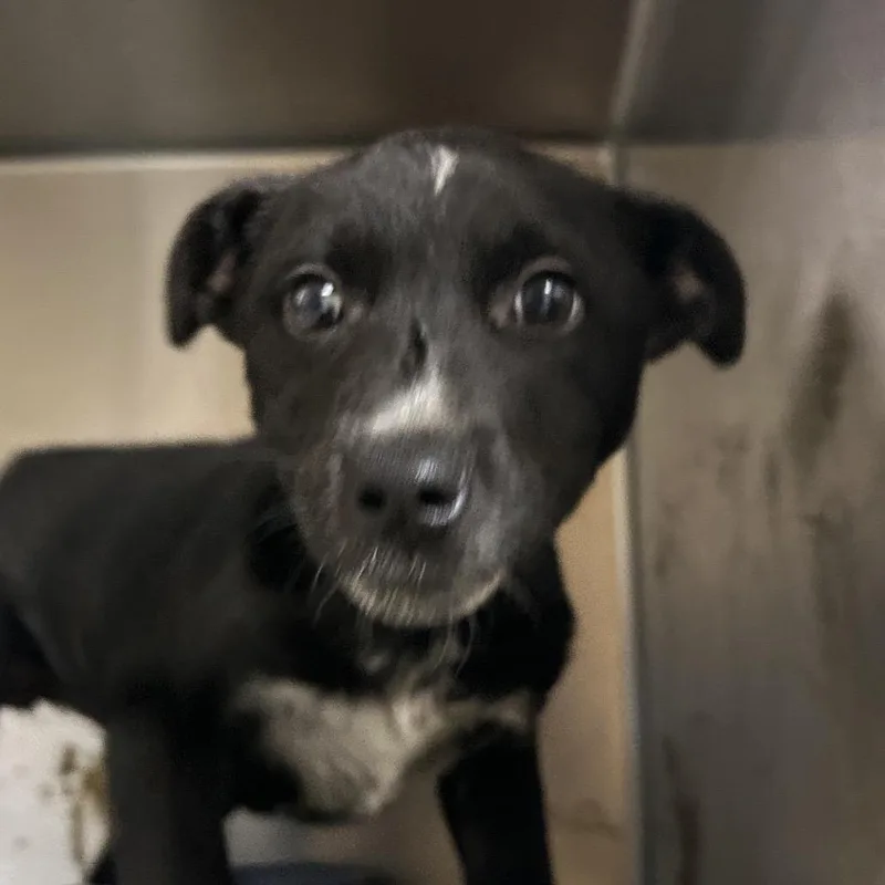 A baby small-sized male Black Mixed Breed dog named Dill for adoption in Chattanooga, TN