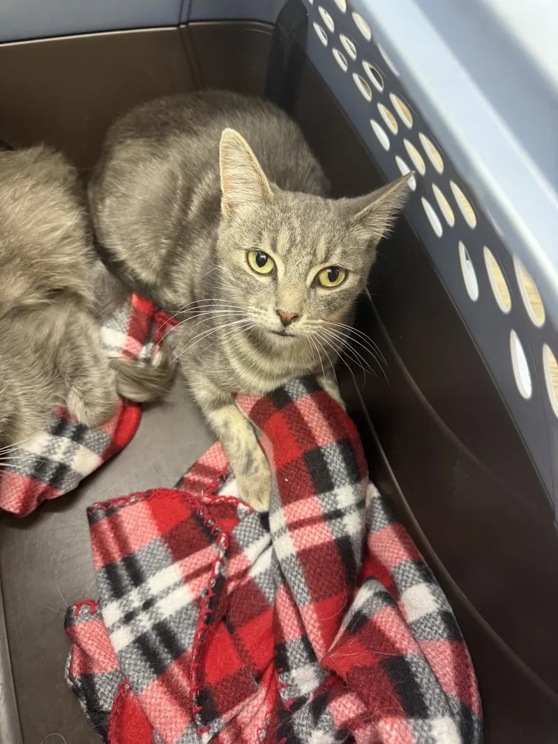 A young medium-sized female Tabby (Gray / Blue / Silver) Domestic Short Hair cat named Elaine for adoption in Sonora, CA