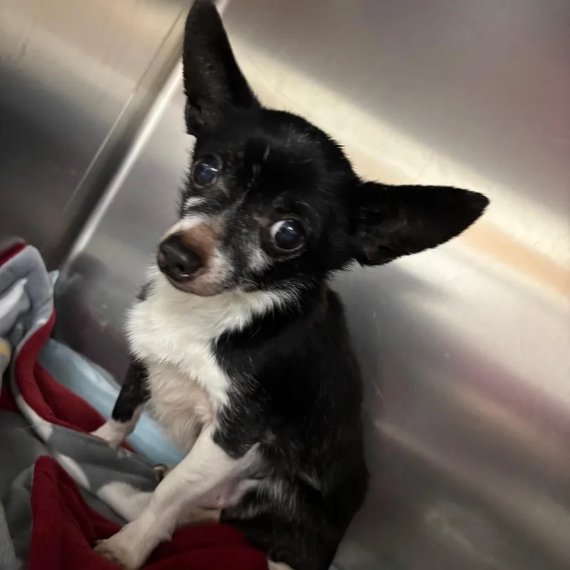 A senior small-sized male Chihuahua dog named Ernest for adoption in Corbin, KY