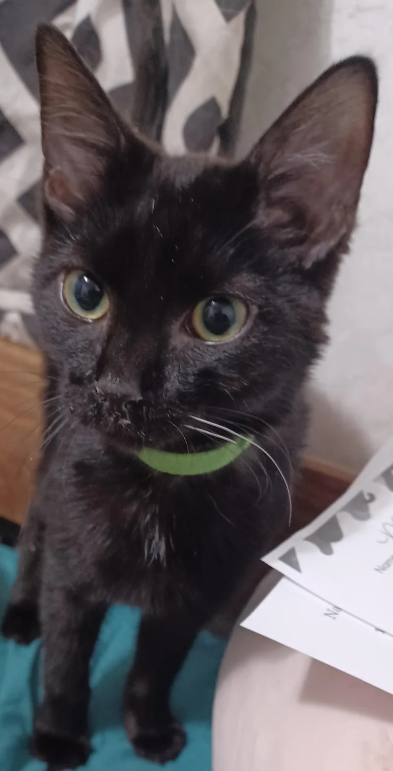 A young medium-sized male Domestic Short Hair cat named Emerald for adoption in Morgantown, WV