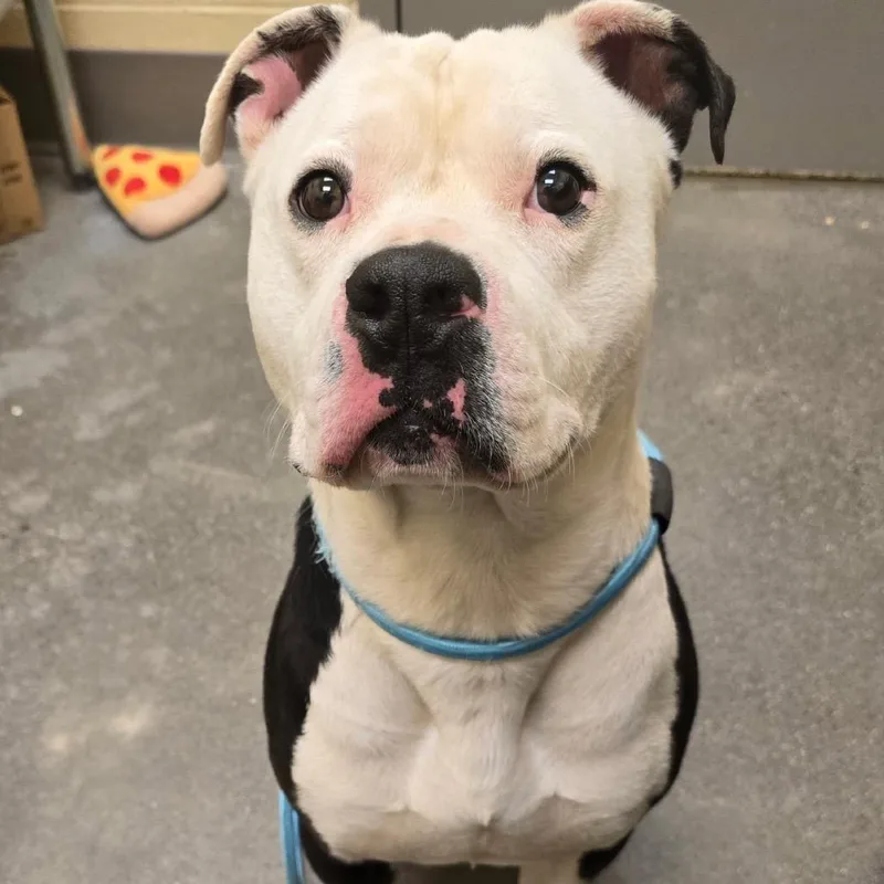 An adult medium-sized male White / Cream American Bulldog dog named Chance for adoption in Madisonville, TN